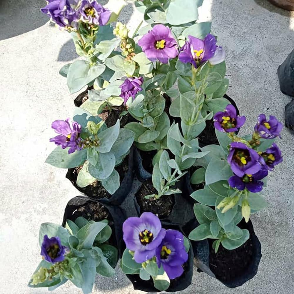 NatureHills_All Season Lisianthus Flower Live Plant, Original Nandini Flower Plant R32